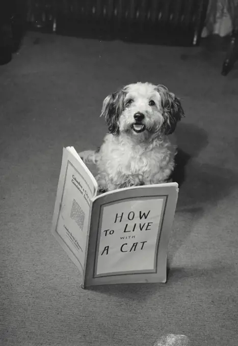Vintage photograph. Dog with book