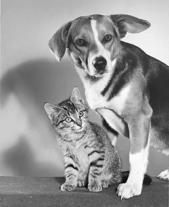 Portrait of a dog and kitten