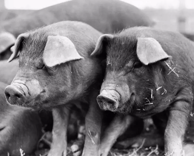 Close-up of two Duroc pigs