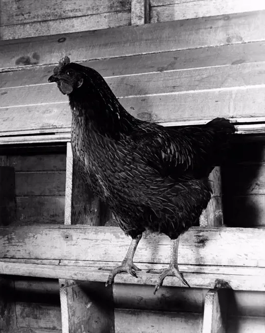 Chicken perching in henhouse