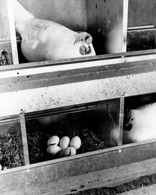 Chickens in a henhouse