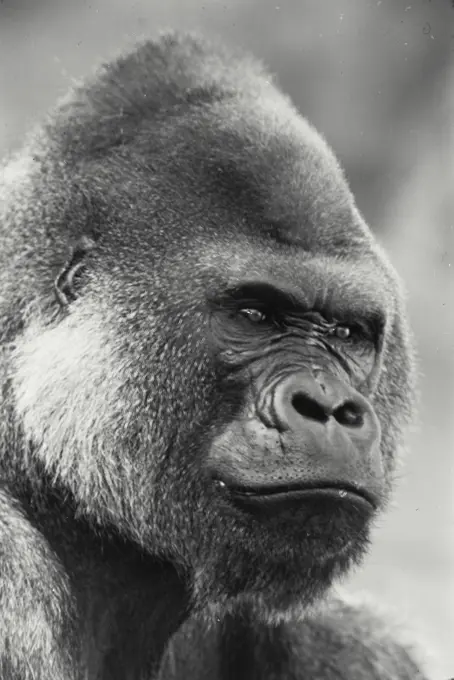 Vintage Photograph. Detailed view of large Gorilla.