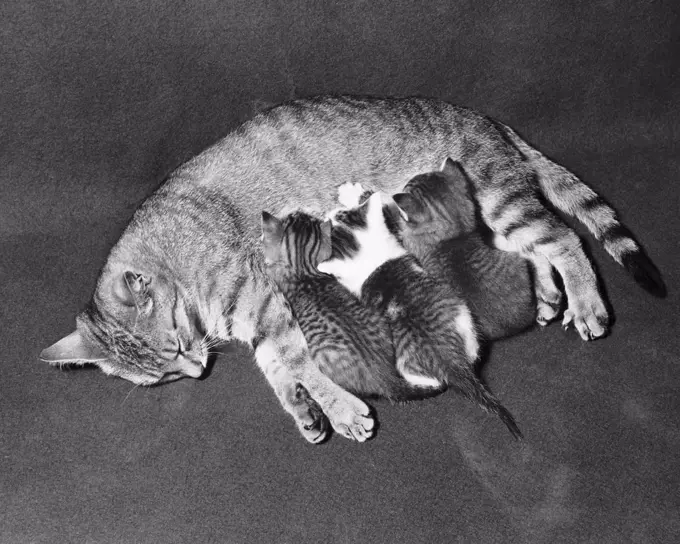 High angle view of a cat feeding its kitten