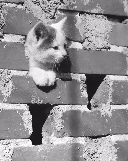 Close-up of a kitten peeking through a hole in a brick wall