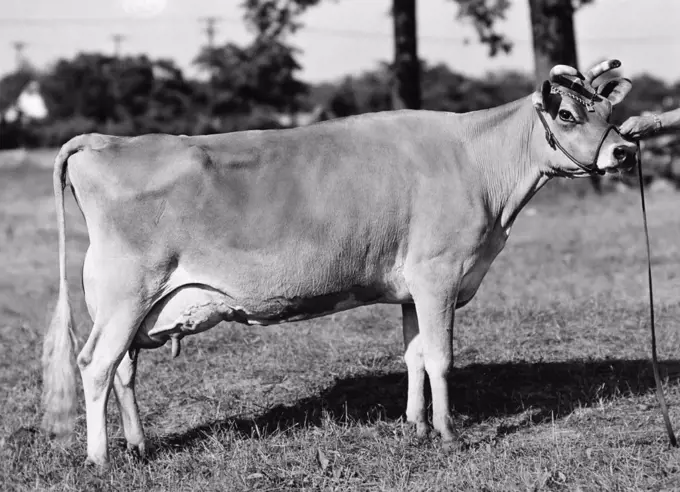 Side profile of a Jersey cow standing in a field