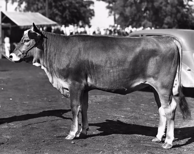 Side profile of a Brown Swiss cow standing at the roadside