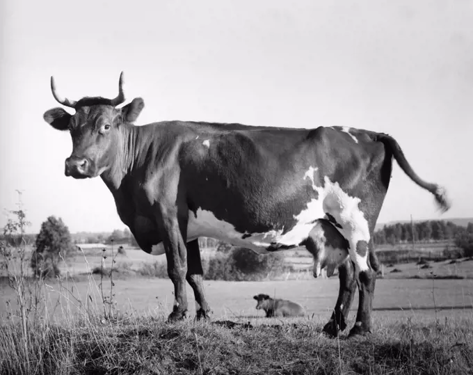 Side profile of an Ayrshire cow standing in a field