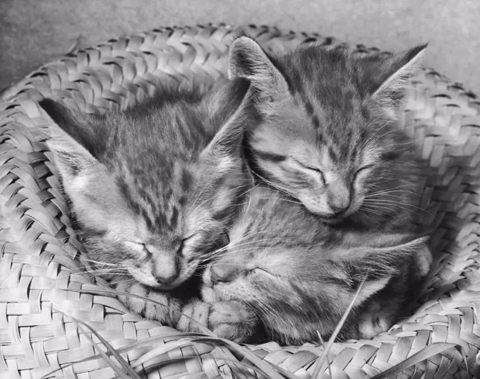 Three kittens sleeping in a straw hat