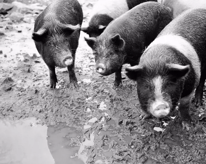 High angle view of four pigs standing in mud (Sus scrofa)