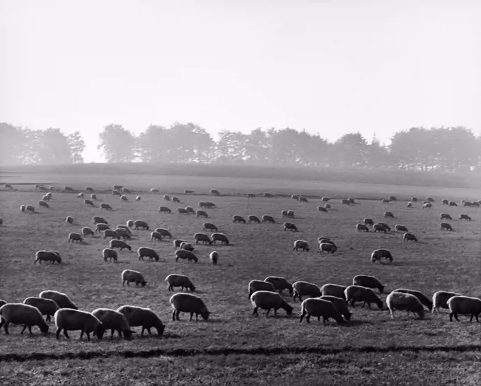 Flock of sheep grazing in a field, England