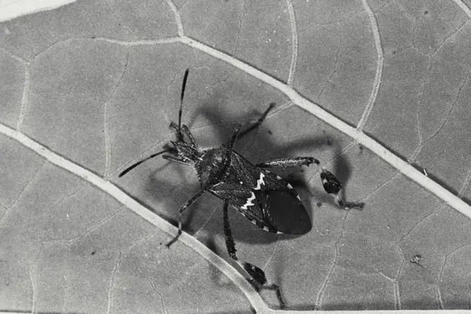 Vintage Photograph. Closeup of Leaf-footed Plant Bug (Leptoglossus)