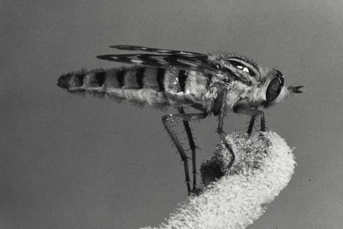 Vintage Photograph. Closeup of Stilleto Fly (Threvidae)
