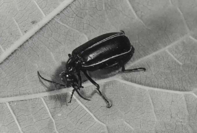 Vintage Photograph. Closeup of Blister Beetle on leaf (Epicauta)