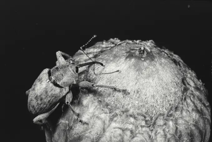 Vintage Photograph. Closeup of Acorn Weevil (Curculio uniformis) in front of dark background