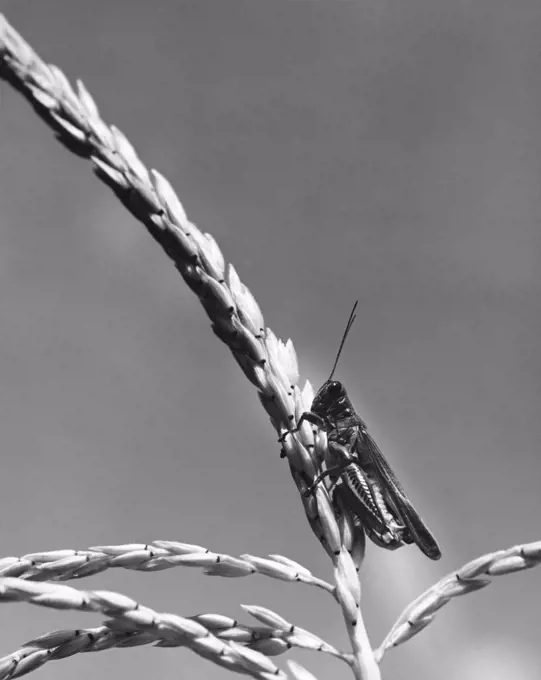 Close-up of a grasshopper on a husk