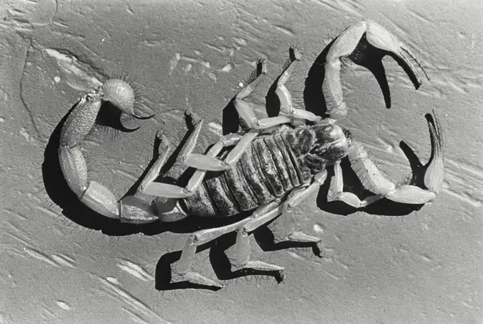 Vintage Photograph. Scorpion on textured surface