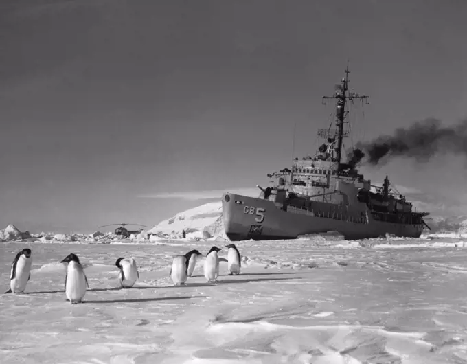 Penguins in front of an ice-breaker on a frozen sea, Ross Sea, Antarctica
