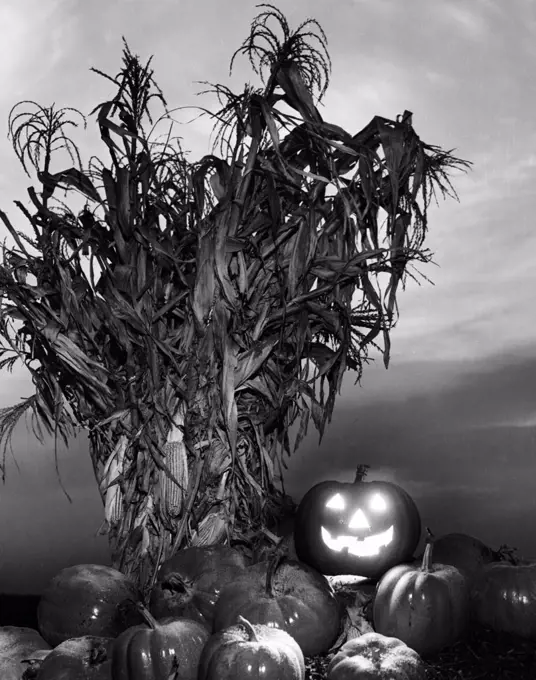  Illuminated jack o' lantern with pumpkins and corn stalks