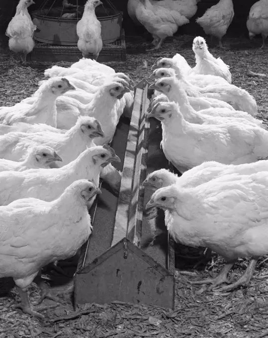 White hens on farm