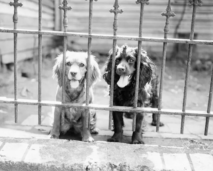 Two dogs with sticking out tongues looking through fence