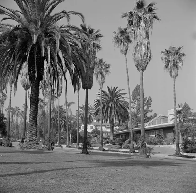 USA, California, Los Angeles, Beverly Hills Street scene