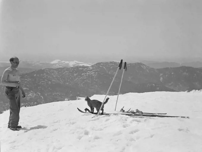 USA, New Hampshire, Mount Washington, Cat on skis