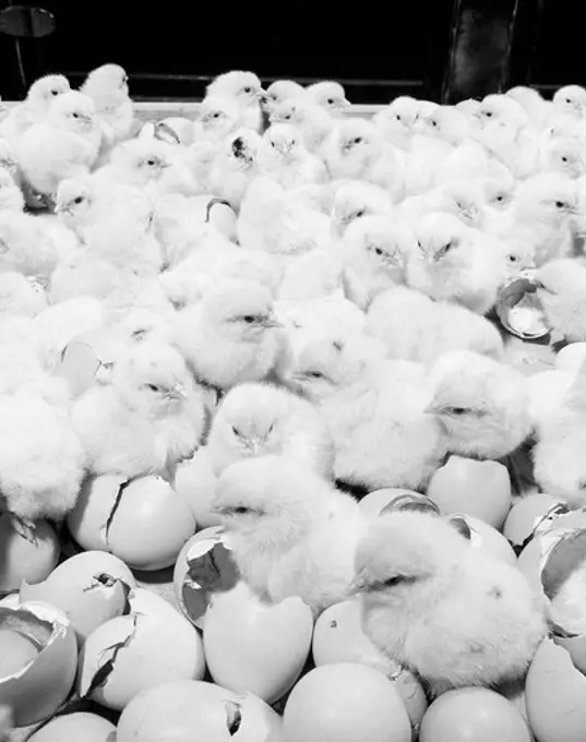 Flock of hatching chickens