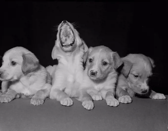 Four puppies, one is yawning, studio shot