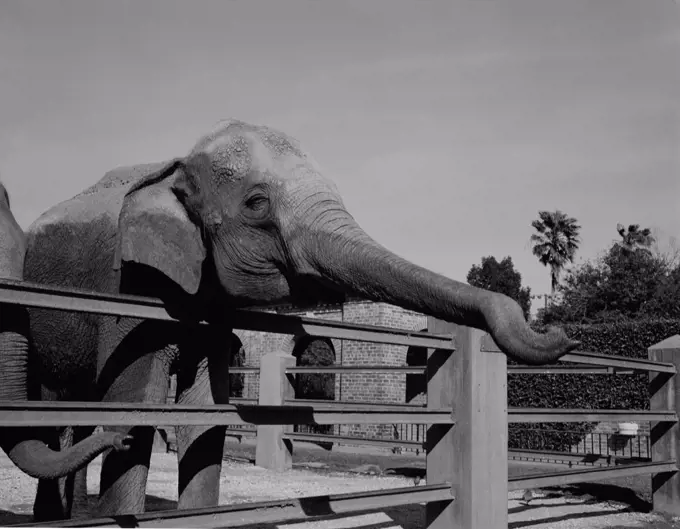 USA, Louisiana, New Orleans, Elephants in zoo