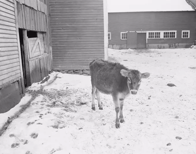 USA, Vermont, Calf in snow covered barn yard