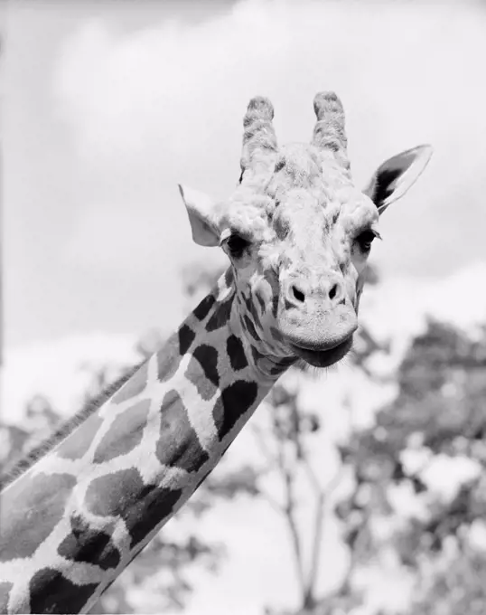 Head of giraffe (Giraffa camelopardalis)