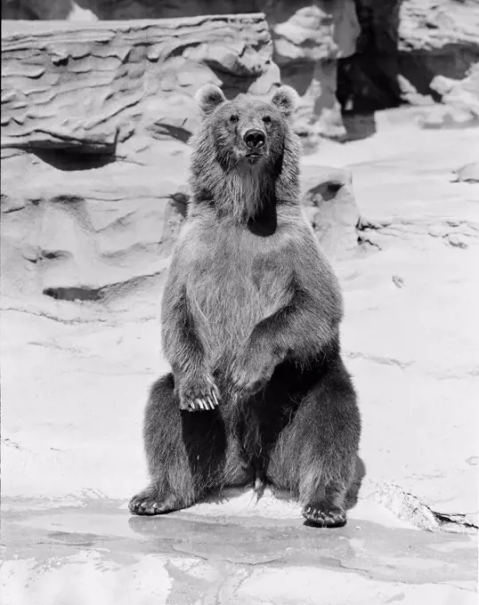 Brown Bear (Ursus arctos) rearing up