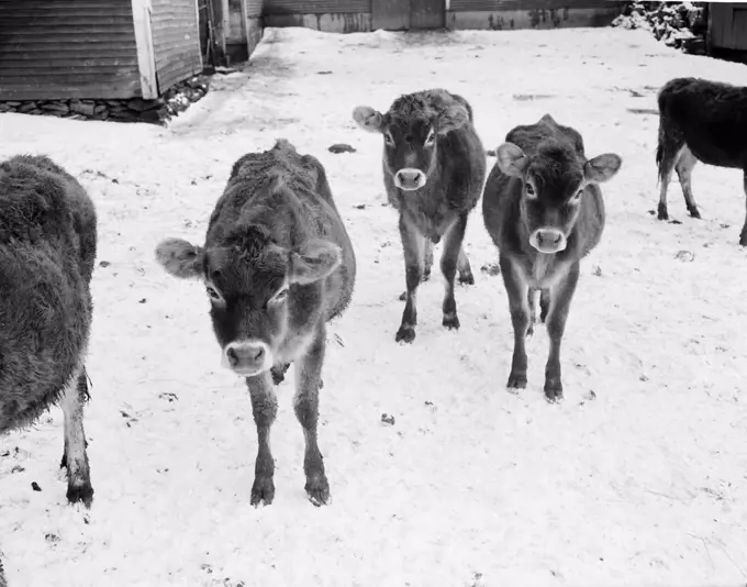USA, Vermont, Calves in snow