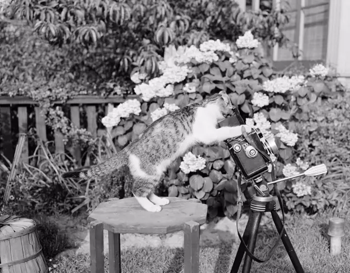 Cat playing with camera in garden
