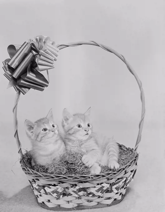 Two kittens in basket