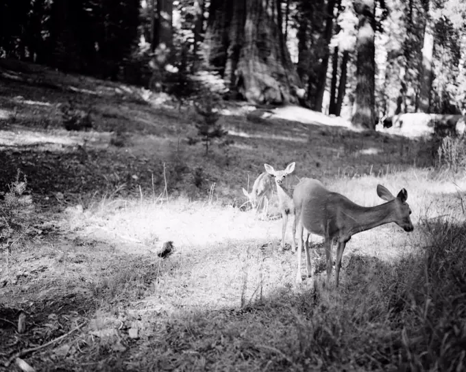 USA, California, Yosemite National Park, Deer with twin fawns