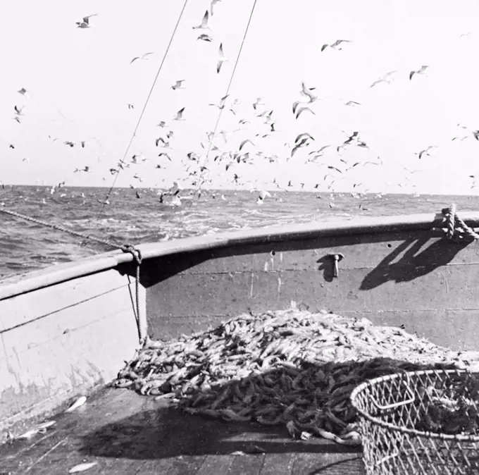 Sea gulls flying over shrimp on boat
