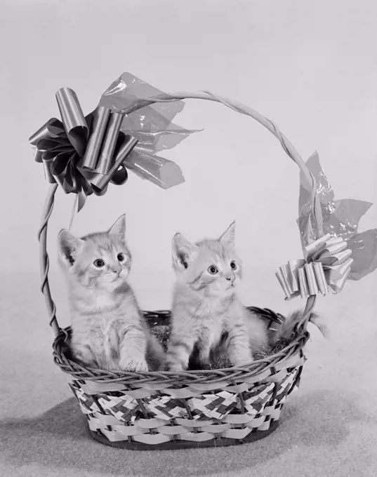 Close up of two kittens in basket
