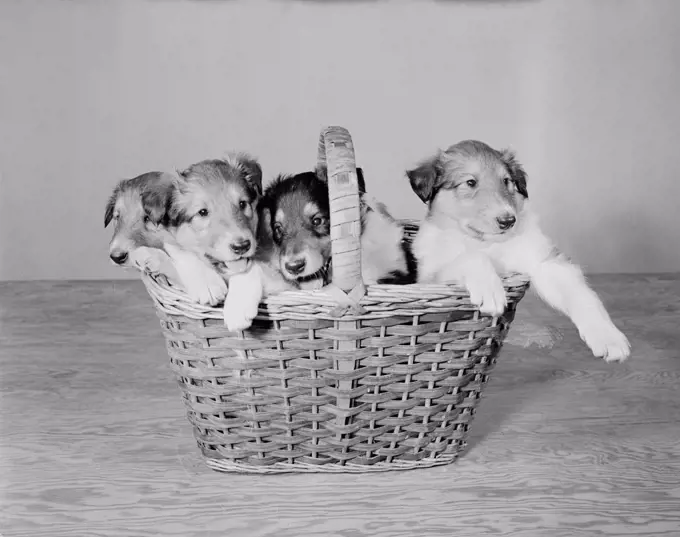 Close up of 5 weeks old Collie pups in basket