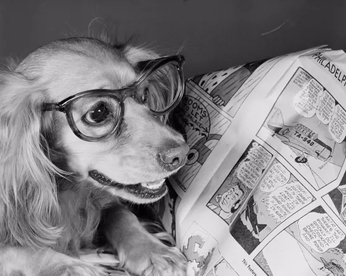 Close up of dog wearing glasses and reading comics