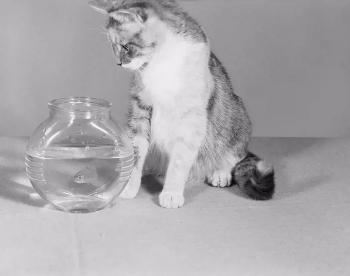 Cat looking at fish in fish bowl