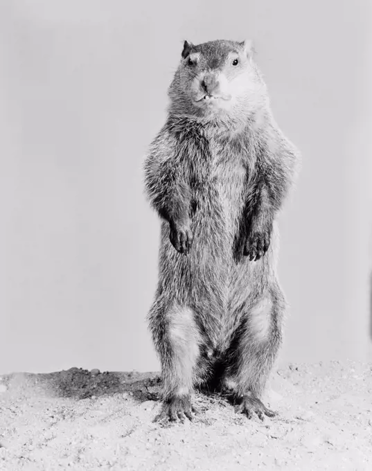 Groundhog (Marmota monax) standing on hind legs