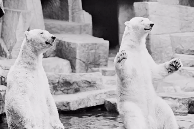 Polar bears (Ursus maritimus) begging for food in zoo
