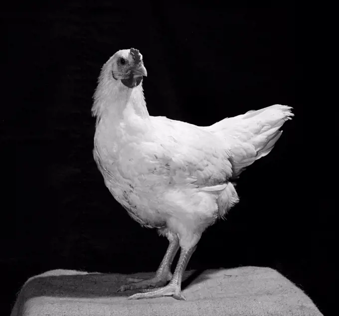 Side profile of a chicken