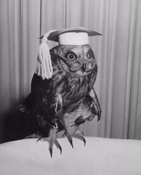 Close-up of an owl wearing a mortarboard and a pair of eyeglasses