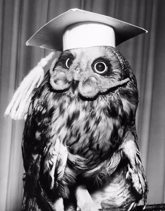 Close-up of an owl wearing a mortar board and eyeglasses