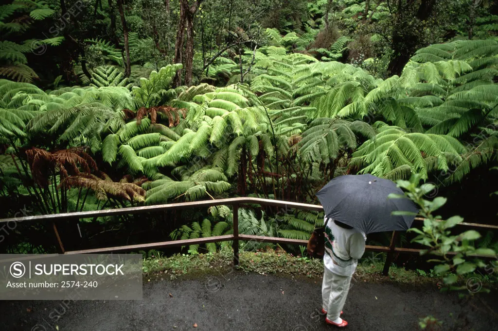 High angle view of a person standing in a Fern Forest with an umbrella, Hawaii, USA