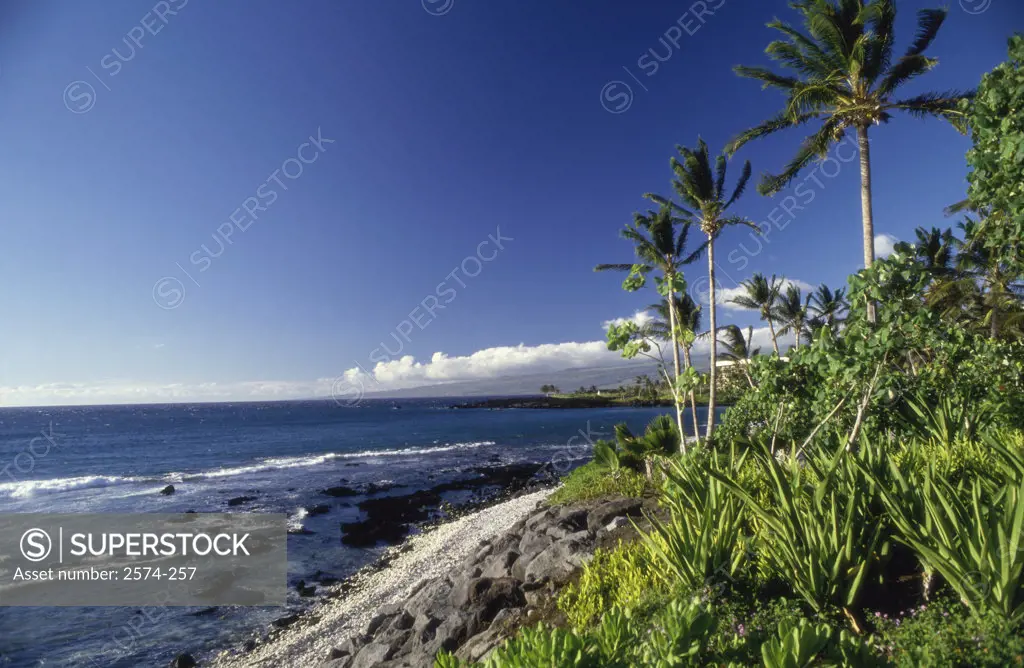 Kohala Hawaii USA