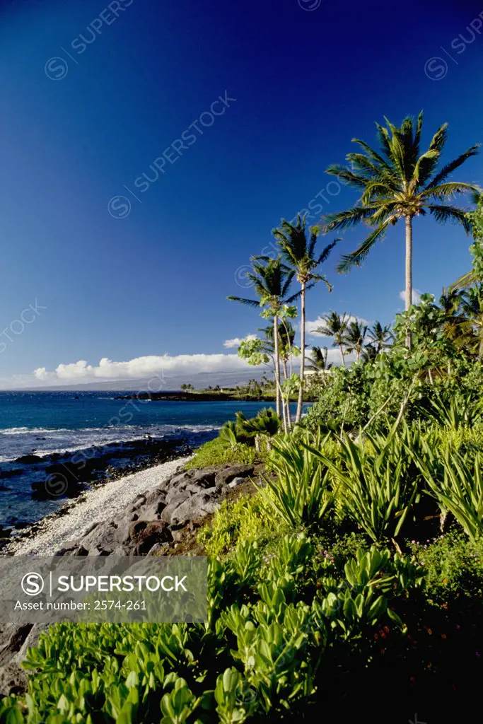 Kohala Hawaii USA