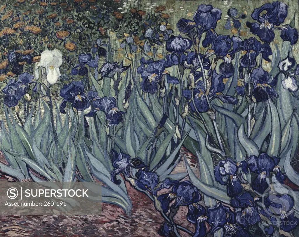 Irises  1889  Vincent van Gogh (1853-1890 Dutch) Oil on canvas J. Paul Getty Museum, California, USA   
